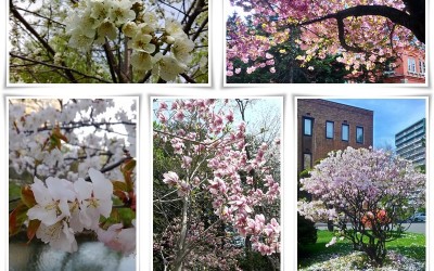 北海道5月花見札幌市