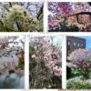 北海道5月花見札幌市